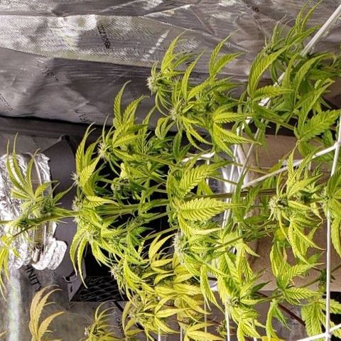 GSCE 1 Front growlog timeline photo