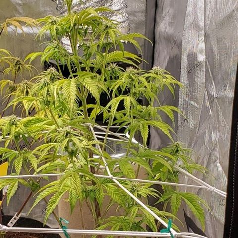 GSCE 1 Front growlog timeline photo