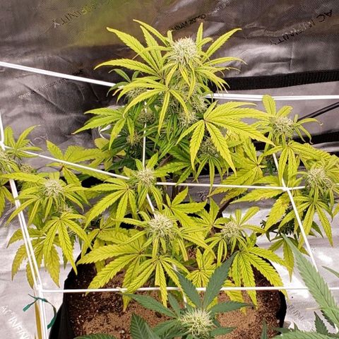 GSCE 2 Back growlog timeline photo