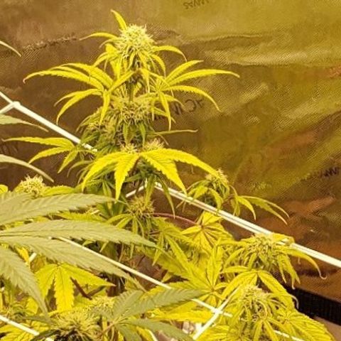 GSCE 2 Back growlog timeline photo