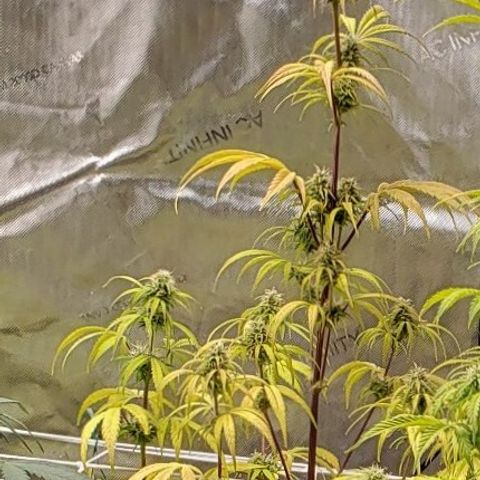 GSCE 4 Righty growlog timeline photo