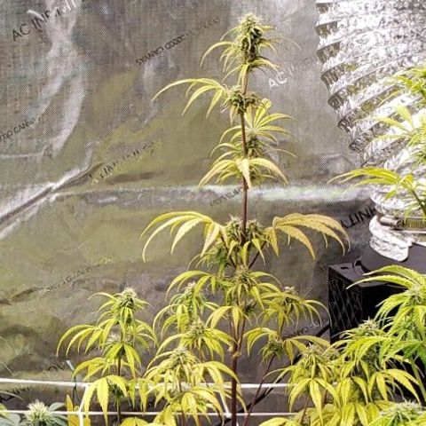 GSCE 4 Righty growlog timeline photo