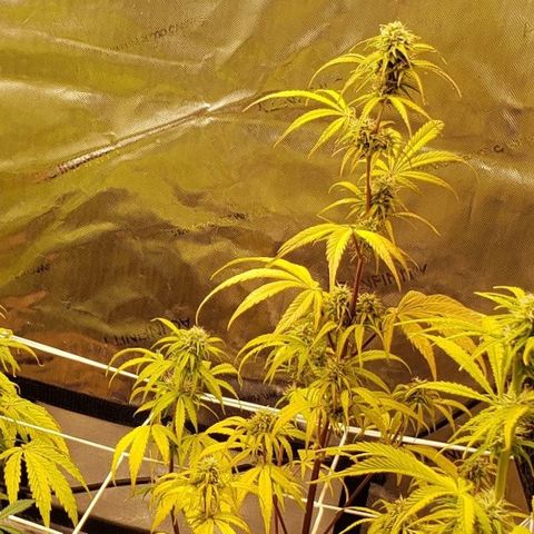 GSCE 4 Righty growlog timeline photo