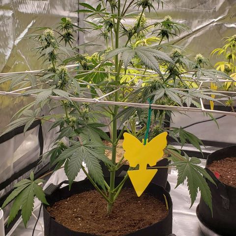 GSCE 5 Stumpy far Left growlog timeline photo