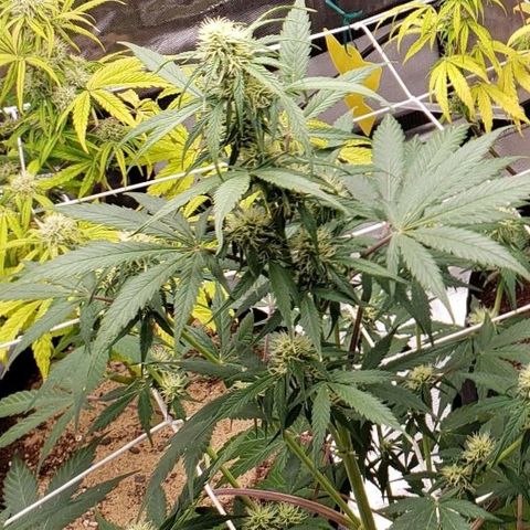 GSCE 5 Stumpy far Left growlog timeline photo