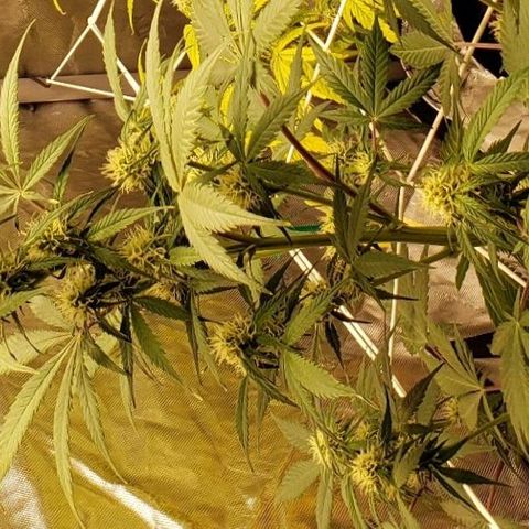 GSCE 5 Stumpy far Left growlog timeline photo