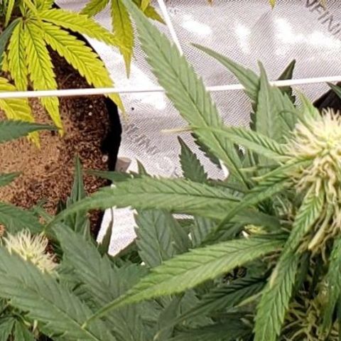 GSCE 5 Stumpy far Left growlog timeline photo