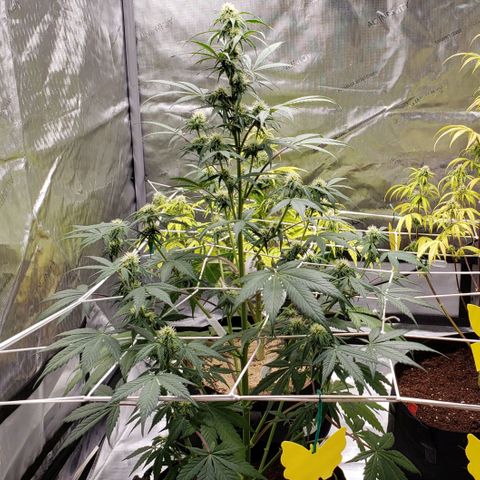 GSCE 5 Stumpy far Left growlog timeline photo