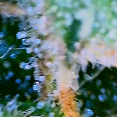 GSCE 5 Stumpy far Left growlog timeline photo