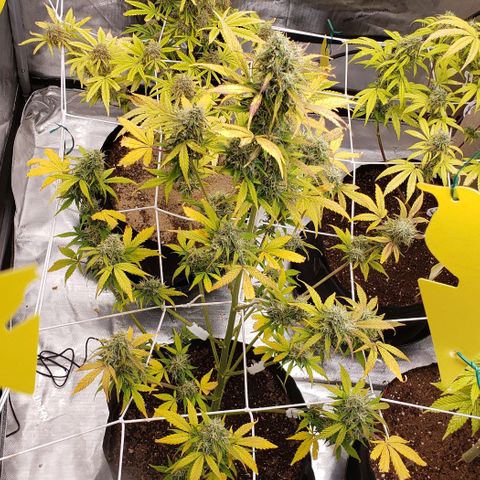 GSCE 5 Stumpy far Left growlog timeline photo