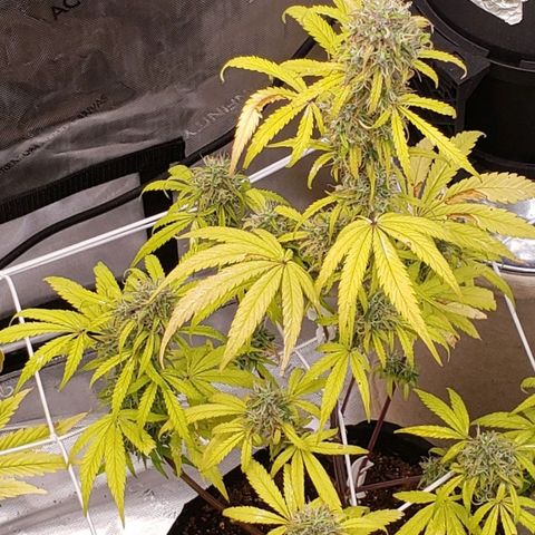 GSCE 4 Righty growlog timeline photo