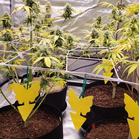 GSCE 4 Righty growlog timeline photo