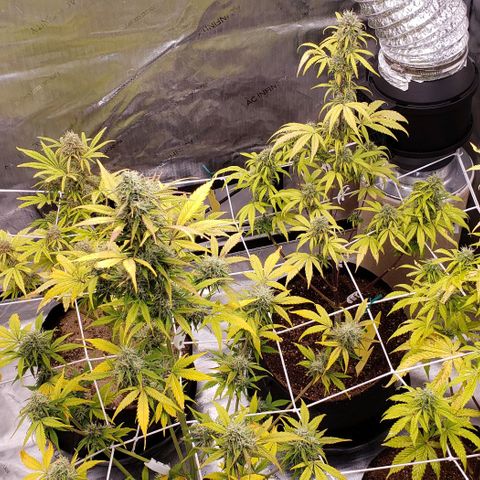 GSCE 4 Righty growlog timeline photo