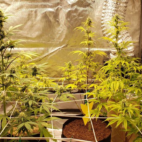 GSCE 4 Righty growlog timeline photo