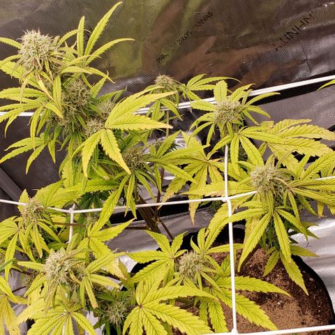 GSCE 4 Righty growlog timeline photo