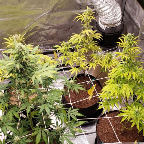 GSCE 4 Righty growlog timeline photo