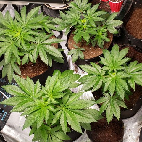 GSCE 5 Stumpy far Left growlog timeline photo