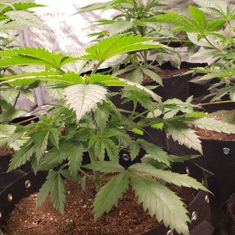 GSCE 5 Stumpy far Left growlog timeline photo