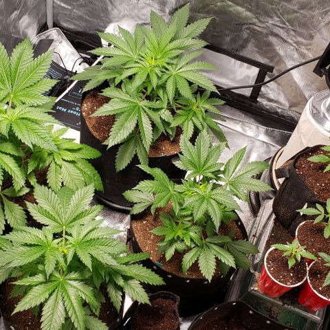 GSCE 5 Stumpy far Left growlog timeline photo