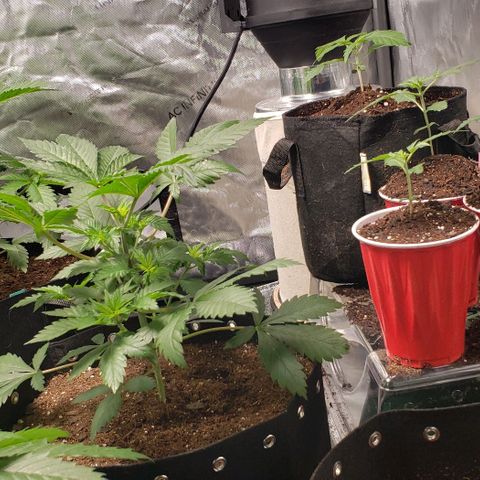 GSCE 5 Stumpy far Left growlog timeline photo