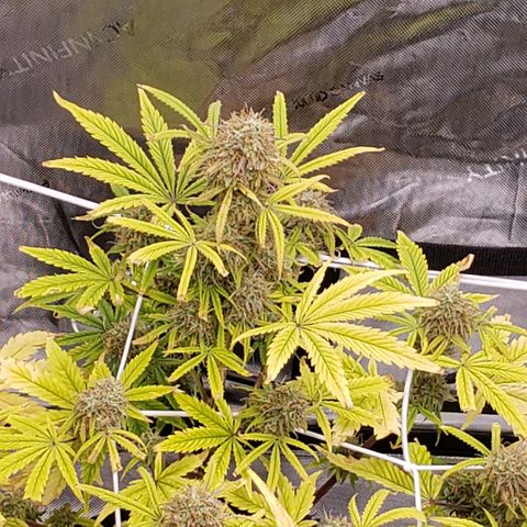 GSCE 2 Back growlog timeline photo