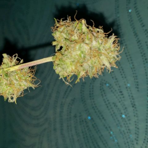 GSCE 2 Back growlog timeline photo