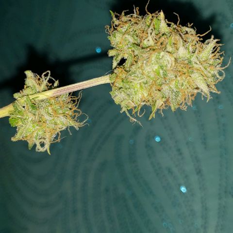 GSCE 2 Back growlog timeline photo