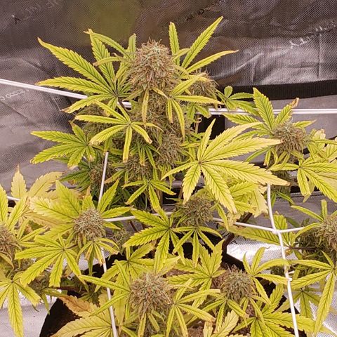 GSCE 2 Back growlog timeline photo