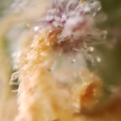 GSCE 5 Stumpy far Left growlog timeline photo