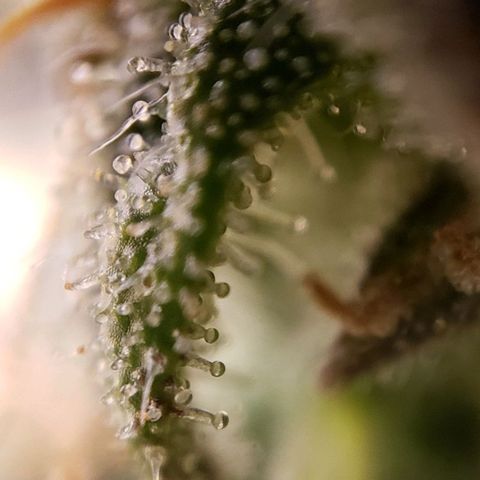 GSCE 5 Stumpy far Left growlog timeline photo