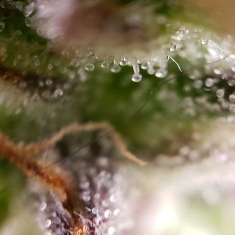 GSCE 5 Stumpy far Left growlog timeline photo