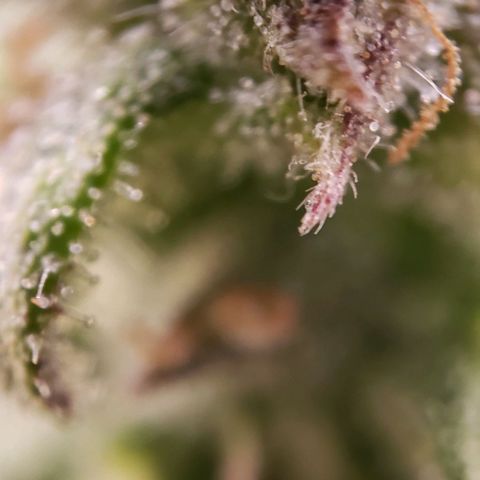 GSCE 5 Stumpy far Left growlog timeline photo