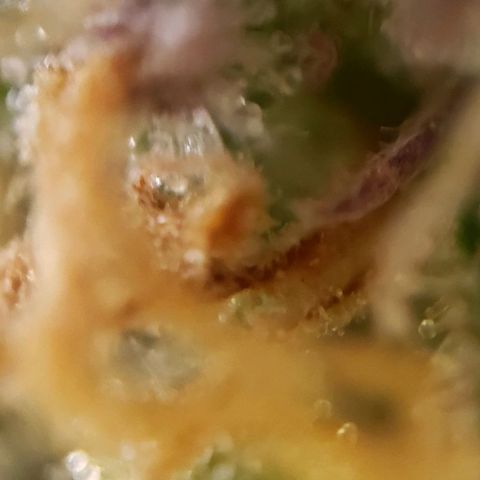 GSCE 5 Stumpy far Left growlog timeline photo