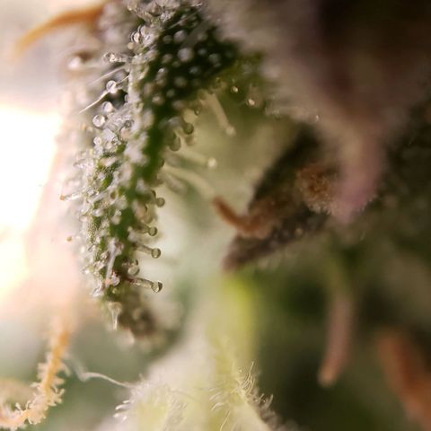 GSCE 5 Stumpy far Left growlog timeline photo