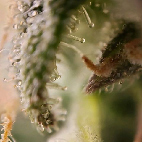 GSCE 5 Stumpy far Left growlog timeline photo