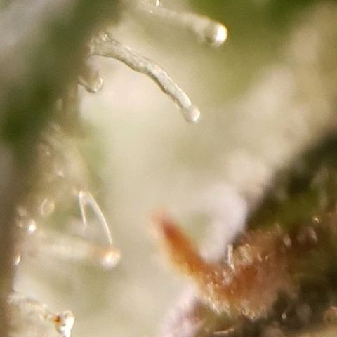 GSCE 5 Stumpy far Left growlog timeline photo