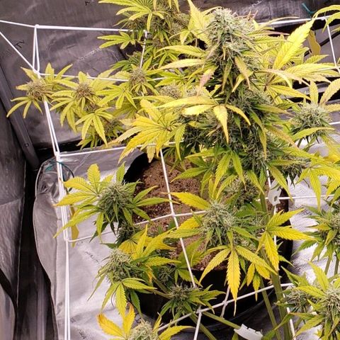 GSCE 5 Stumpy far Left growlog timeline photo