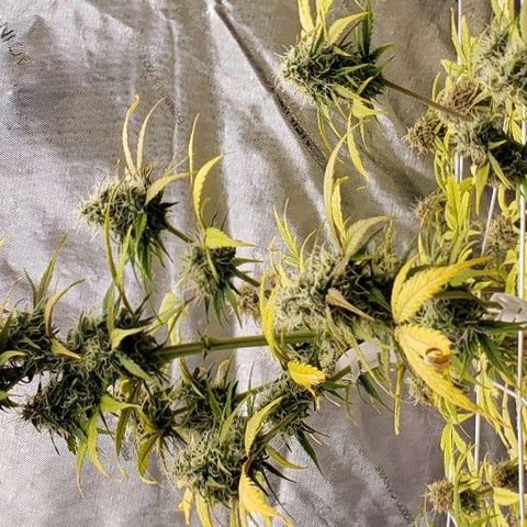 GSCE 5 Stumpy far Left growlog timeline photo