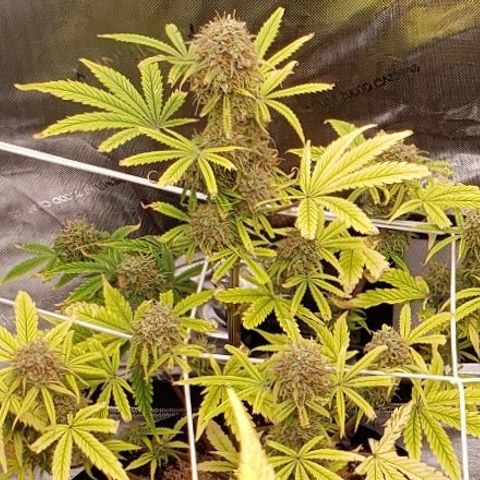 GSCE 2 Back growlog timeline photo