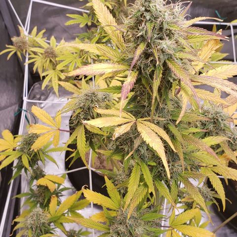 GSCE 5 Stumpy far Left growlog timeline photo