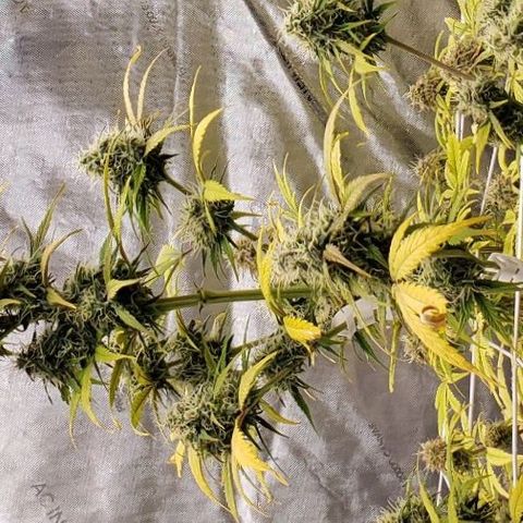 GSCE 5 Stumpy far Left growlog timeline photo