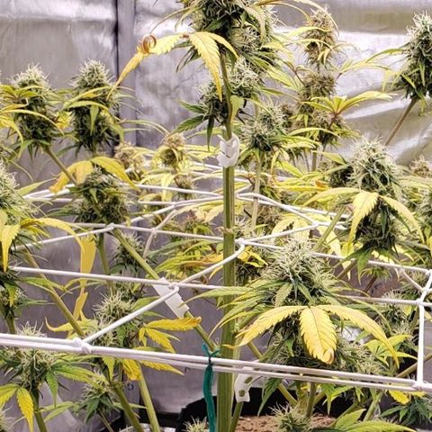 GSCE 5 Stumpy far Left growlog timeline photo