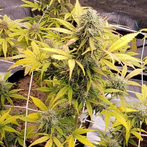 GSCE 5 Stumpy far Left growlog timeline photo