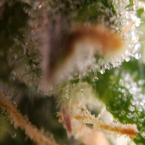 GSCE 5 Stumpy far Left growlog timeline photo