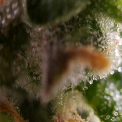 GSCE 5 Stumpy far Left growlog timeline photo