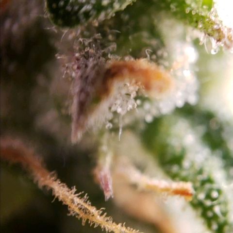 GSCE 5 Stumpy far Left growlog timeline photo