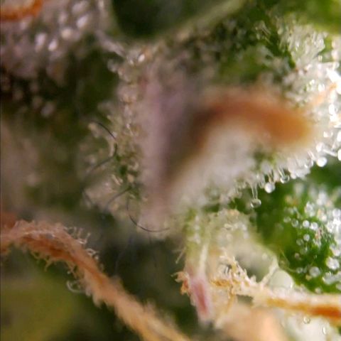 GSCE 5 Stumpy far Left growlog timeline photo