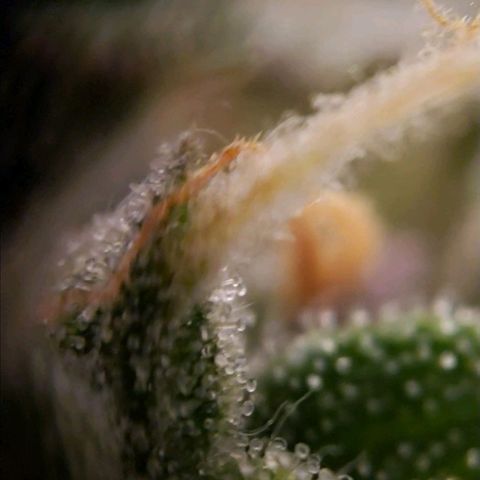 GSCE 5 Stumpy far Left growlog timeline photo