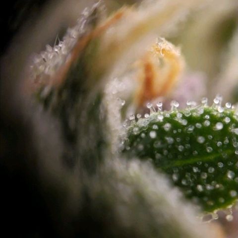 GSCE 5 Stumpy far Left growlog timeline photo