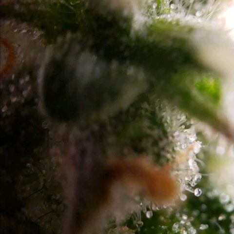 GSCE 5 Stumpy far Left growlog timeline photo